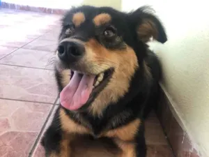 Cachorro raça Indefinido idade 2 anos nome Não tem nome