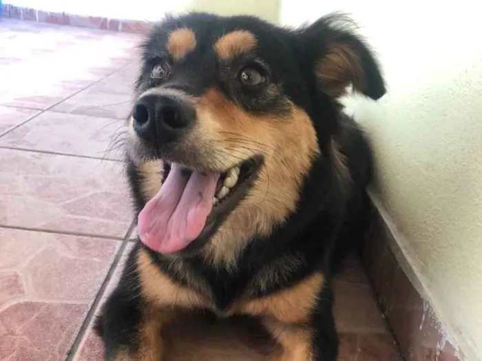 Cachorro ra a Indefinido idade 2 anos nome Não tem nome