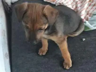 Cachorro ra a MISTURADO PINT idade 2 a 6 meses nome NÃO TEM