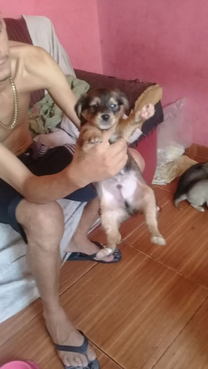 Cachorro ra a Viralata idade Abaixo de 2 meses nome N tem nome