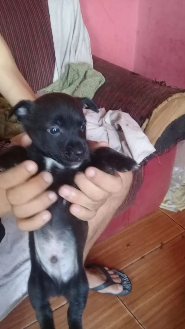 Cachorro ra a Viralata idade Abaixo de 2 meses nome N tem nome