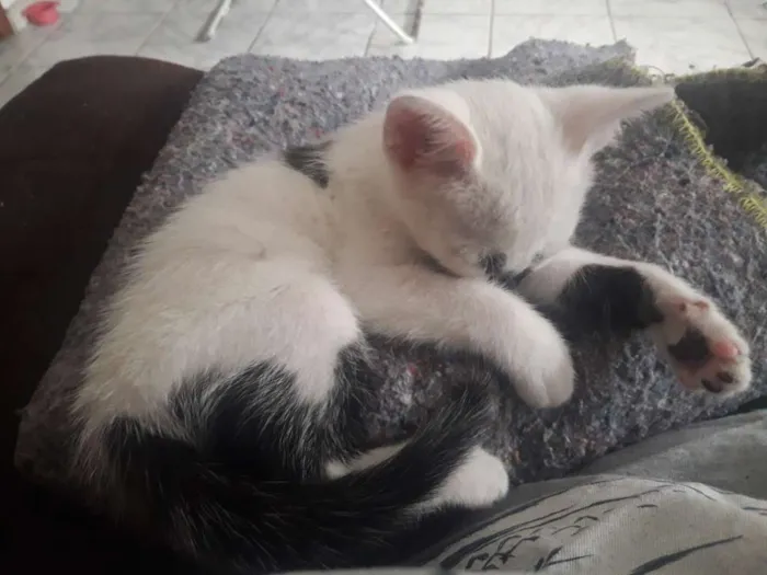 Gato ra a  idade Abaixo de 2 meses nome Sem nome