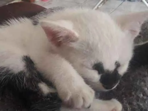 Gato ra a  idade Abaixo de 2 meses nome Sem nome