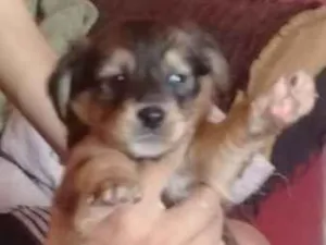 Cachorro raça Viralata idade Abaixo de 2 meses nome N tem nome