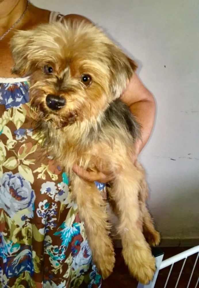 Cachorro ra a Mestiço  idade 2 anos nome Oto 
