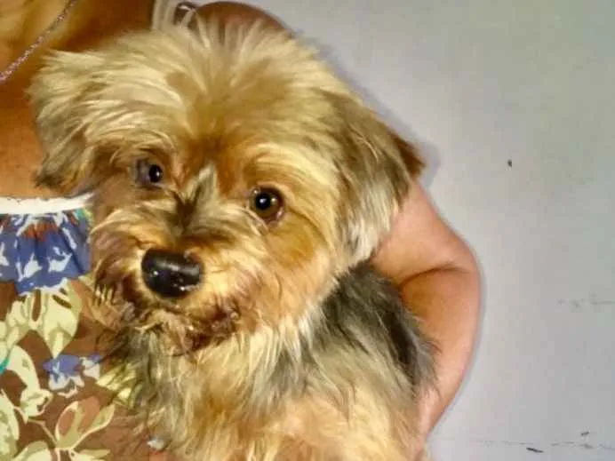 Cachorro ra a Mestiço  idade 2 anos nome Oto 