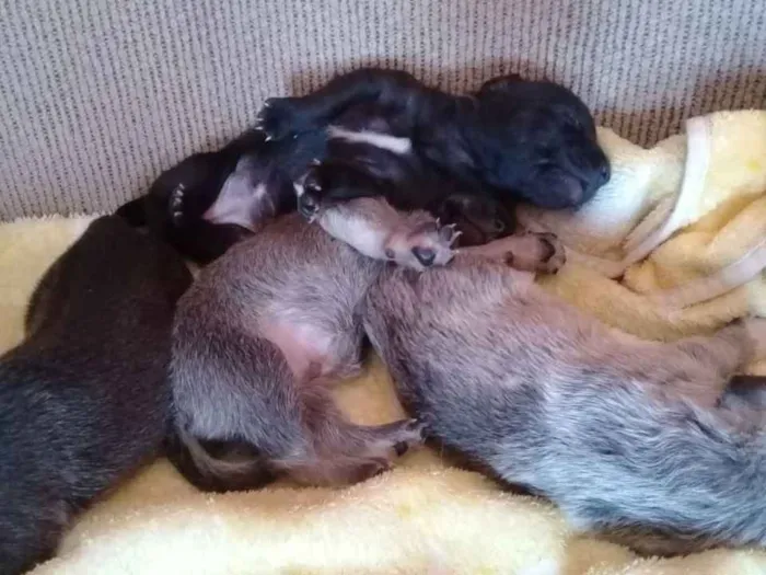 Cachorro ra a Viralata idade Abaixo de 2 meses nome N tem nome