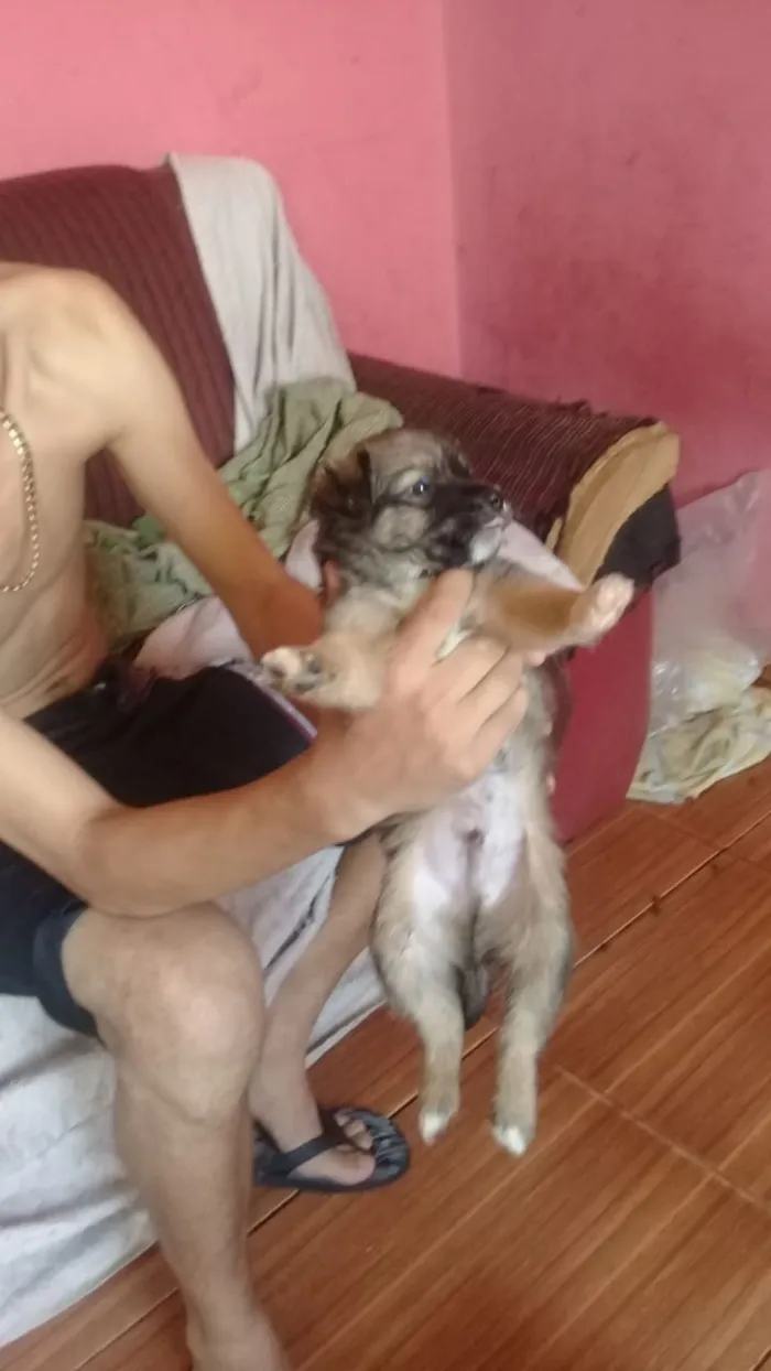 Cachorro ra a Viralata idade Abaixo de 2 meses nome N tem nome