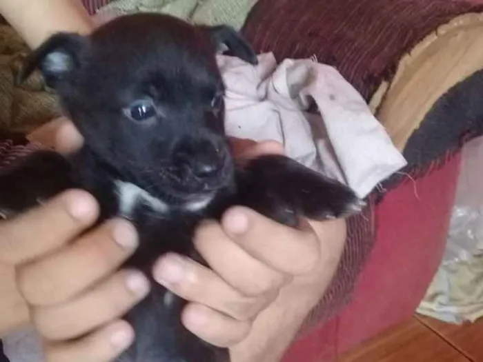 Cachorro ra a Viralata idade Abaixo de 2 meses nome N tem nome