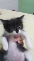 Estelar