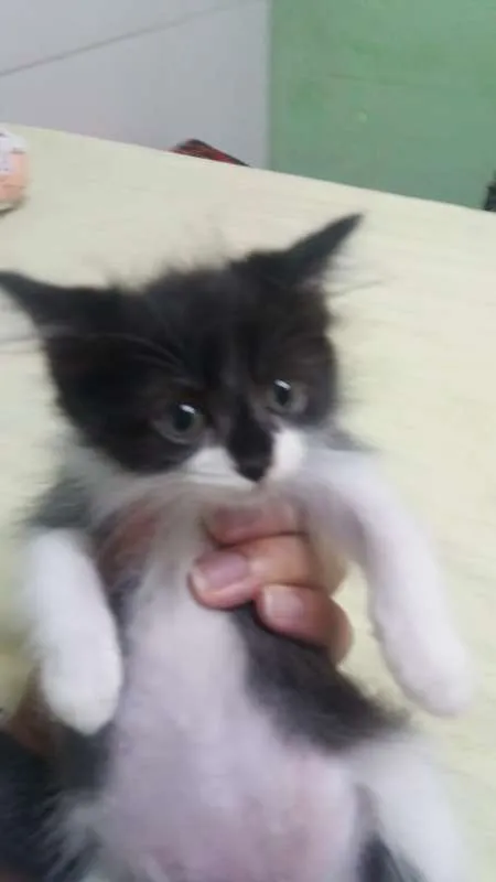Gato raça  idade 2 a 6 meses nome Estelar