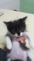 Estelar