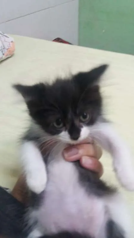 Gato raça  idade 2 a 6 meses nome Estelar