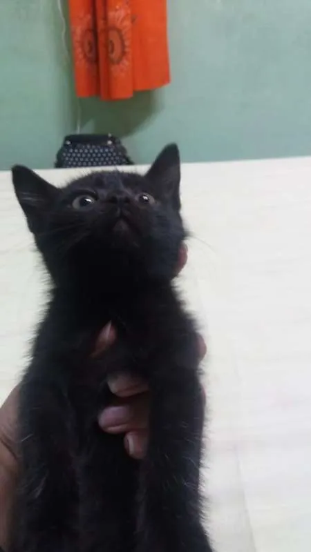 Gato raça  idade 2 a 6 meses nome Selina