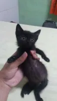 Darth