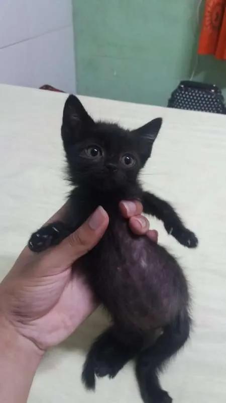 Gato raça  idade 2 a 6 meses nome Darth