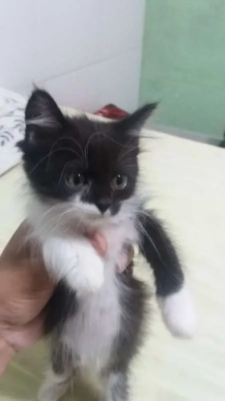 Gato raça  idade 2 a 6 meses nome Bruce