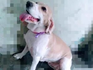 Cachorro raça  idade 5 anos nome Pérola