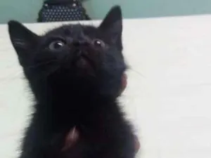Gato raça  idade 2 a 6 meses nome Selina