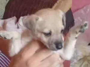 Cachorro raça Viralata idade Abaixo de 2 meses nome N tem nome