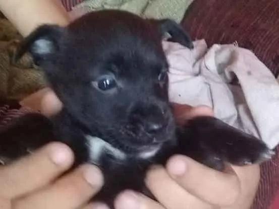 Cachorro ra a Viralata idade Abaixo de 2 meses nome N tem nome