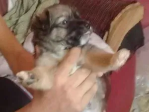 Cachorro raça Viralata idade Abaixo de 2 meses nome N tem nome