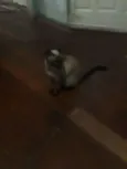 Lola e Ctistal