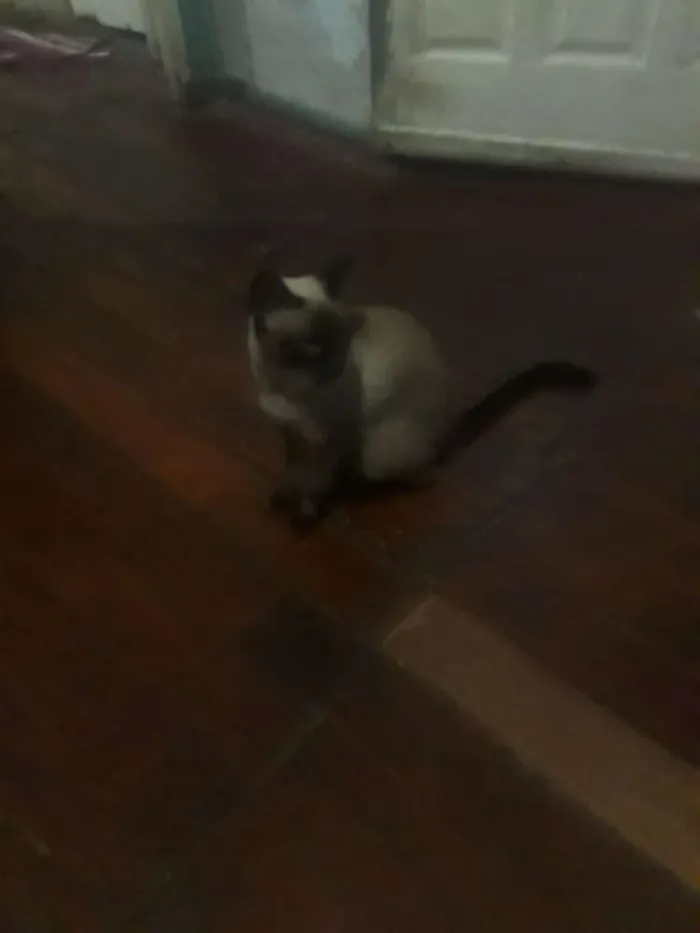 Gato raça Siamesa idade 2 a 6 meses nome Lola e Ctistal