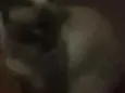 Lola e Ctistal
