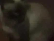 Gato raça Siamesa idade 2 a 6 meses nome Lola e Ctistal