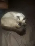 Lola e Ctistal