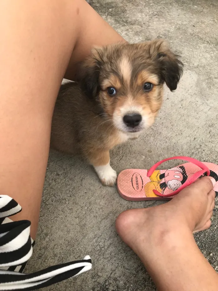 Cachorro raça Vira lata idade Abaixo de 2 meses nome Sem nome 