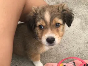 Cachorro raça Vira lata idade Abaixo de 2 meses nome Sem nome 