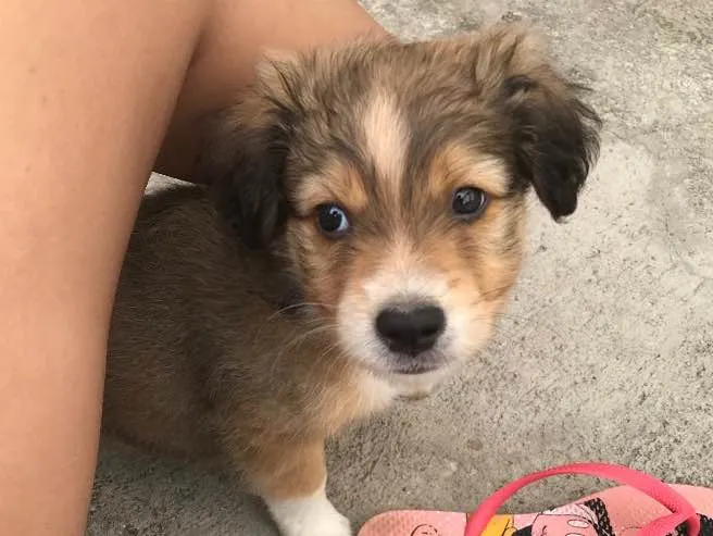 Cachorro raça Vira lata idade Abaixo de 2 meses nome Sem nome 