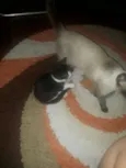 Lola e Ctistal