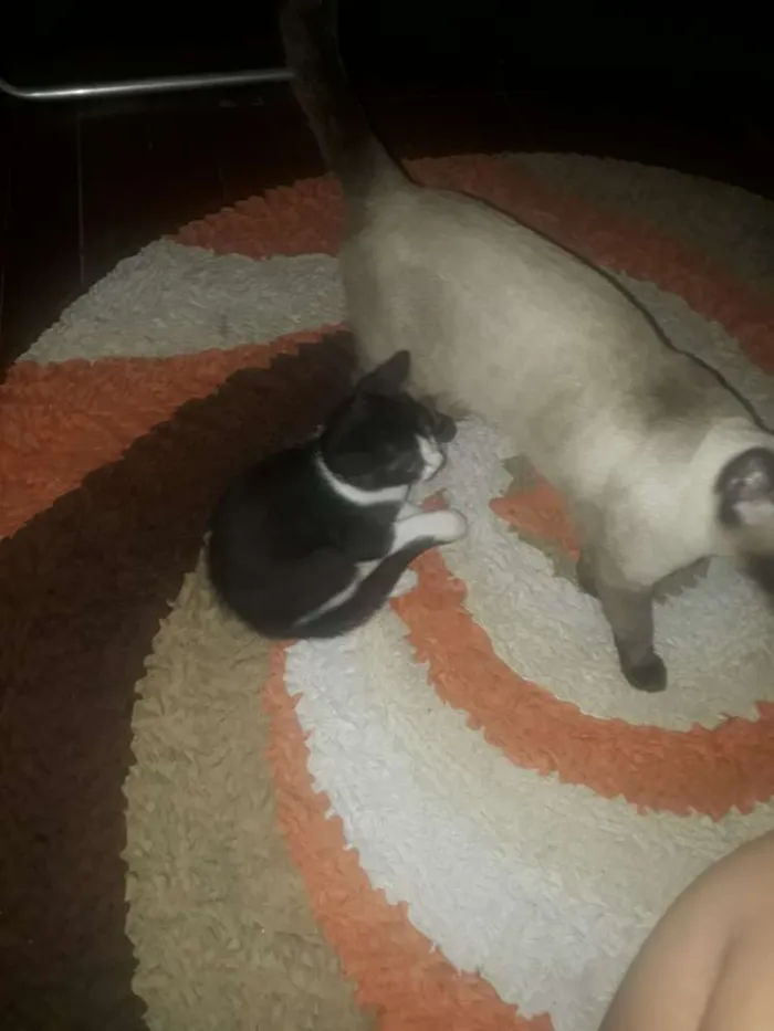 Gato raça Siamesa idade 2 a 6 meses nome Lola e Ctistal