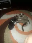 Lola e Ctistal