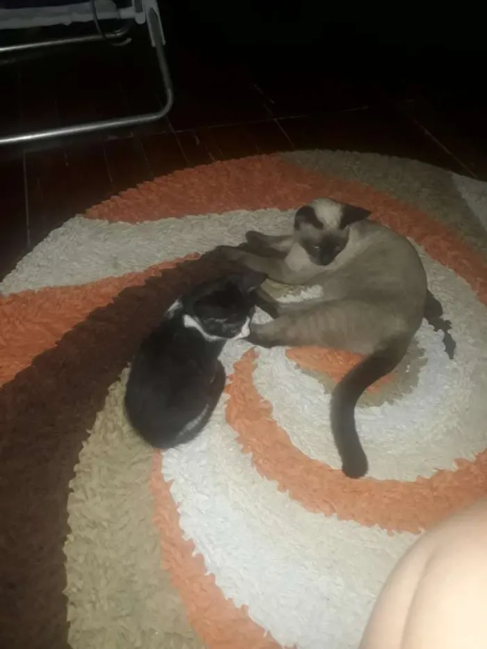 Gato raça Siamesa idade 2 a 6 meses nome Lola e Ctistal