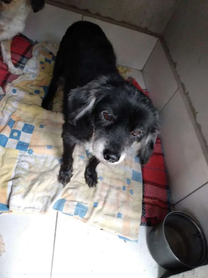 Cachorro ra a SED idade 6 ou mais anos nome Lilica