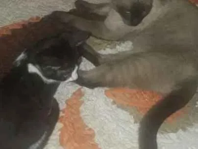 Gato raça Siamesa idade 2 a 6 meses nome Lola e Ctistal