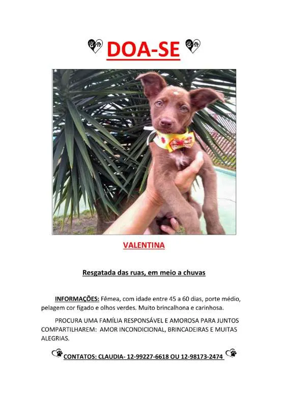 Cachorro ra a Sem Raça definida idade 2 a 6 meses nome Valentina