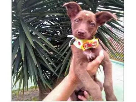 Cachorro ra a Sem Raça definida idade 2 a 6 meses nome Valentina