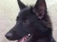 Cachorro ra a Srd idade 7 a 11 meses nome Pantera