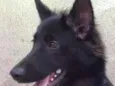 Pantera