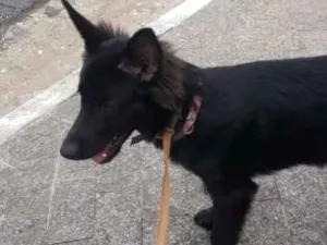 Cachorro raça Srd idade 7 a 11 meses nome Pantera