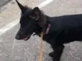 Pantera