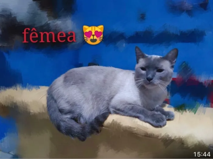 Gato ra a SRD idade 2 a 6 meses nome Amandha 