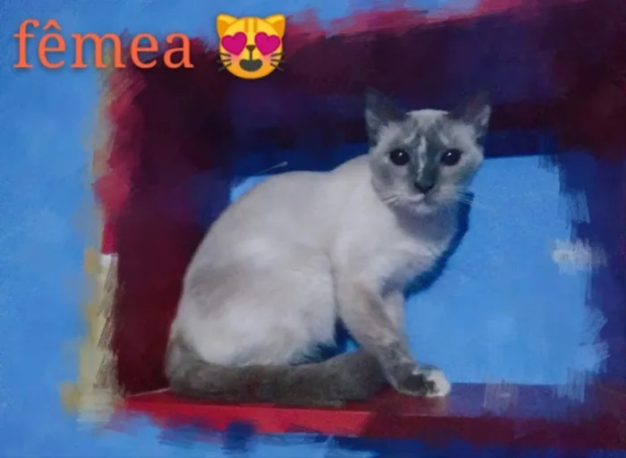 Gato ra a SRD idade 2 a 6 meses nome Laila 