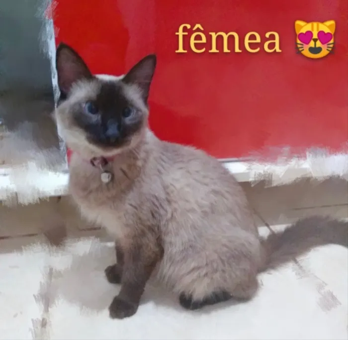Gato ra a SRD idade 2 a 6 meses nome Zara 