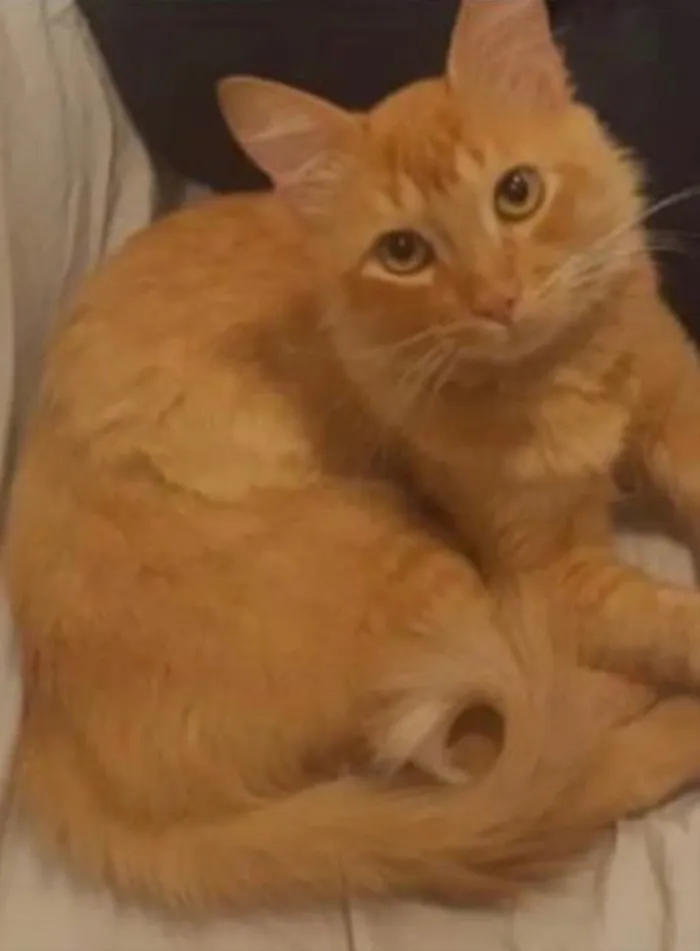 Gato ra a SRD idade 2 a 6 meses nome Caramelo 